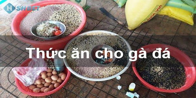 Thức ăn là yếu tố quan trọng quyết định sức khỏe đá gà cựa sắt